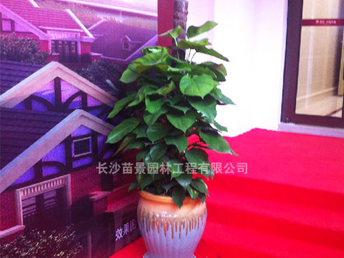 中盆植物2