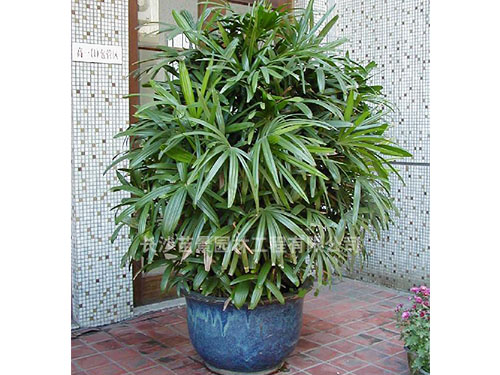 大盆植物7